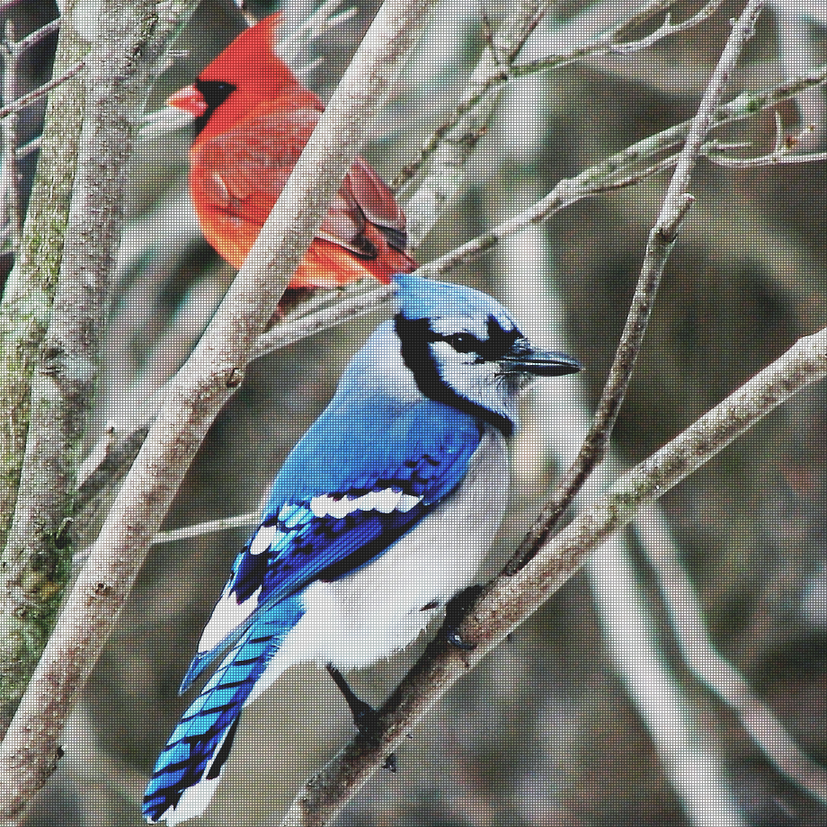 ..::QV CHRONICLES: Bird Brain Behavior::..